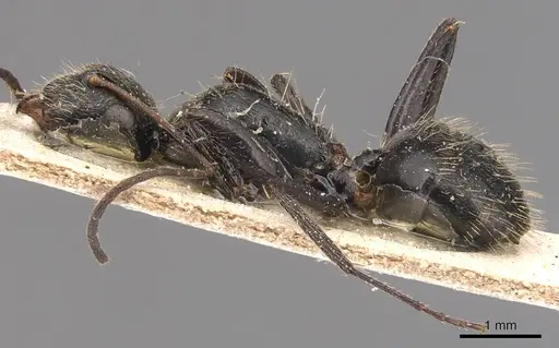 Camponotus helleri specimen CASENT0905492 image casent0905492_3