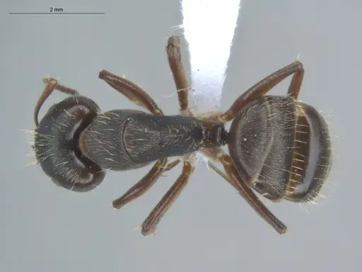 Camponotus helleri specimen ECOFOG-MI15-0381-06-S image ecofog-mi15-0381-06-s_1