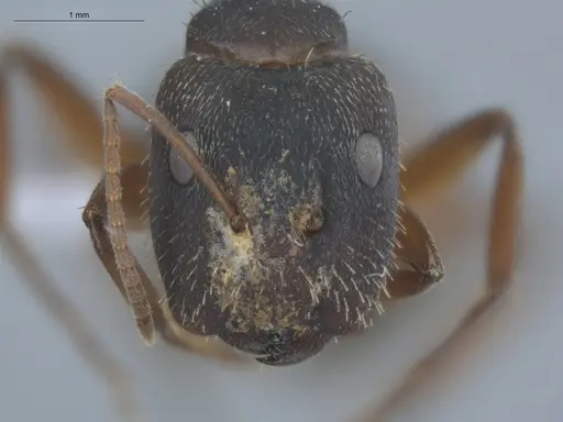 Camponotus helleri specimen ECOFOG-MI15-0381-06-S image ecofog-mi15-0381-06-s_2