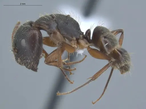 Camponotus helleri specimen ECOFOG-MI15-0381-06-S image ecofog-mi15-0381-06-s_3