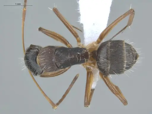Camponotus helleri specimen ECOFOG-MI15-0381-06 image ecofog-mi15-0381-06_1