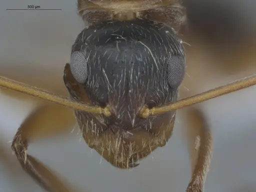 Camponotus helleri specimen ECOFOG-MI15-0381-06 image ecofog-mi15-0381-06_2