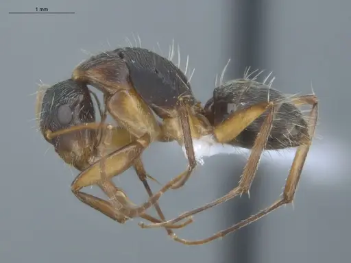 Camponotus helleri specimen ECOFOG-MI15-0381-06 image ecofog-mi15-0381-06_3
