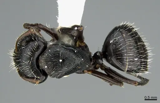 Camponotus helleri specimen UTEPENTO26084 image utepento26084_1