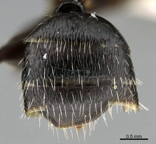 Camponotus helleri specimen UTEPENTO26084 image utepento26084_2