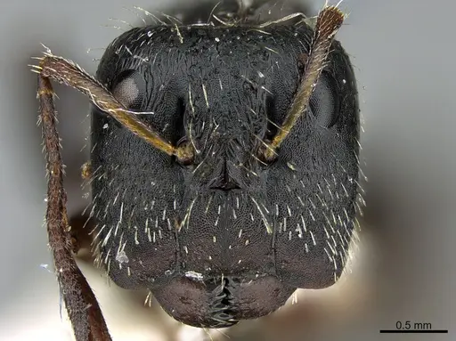 Camponotus helleri specimen UTEPENTO26084 image utepento26084_3