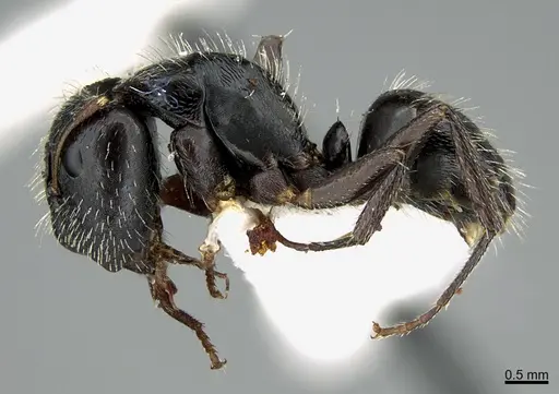Camponotus helleri specimen UTEPENTO26084 image utepento26084_4
