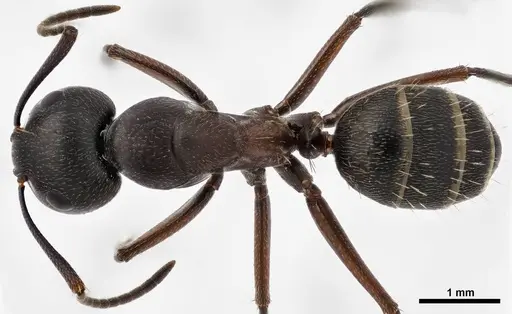 Camponotus herculeanus specimen ANTWEB1038000 image antweb1038000_1