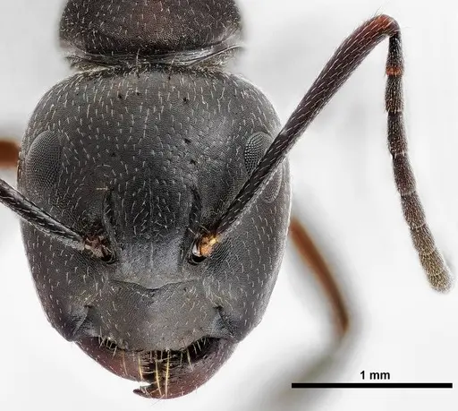 Camponotus herculeanus specimen ANTWEB1038000 image antweb1038000_2
