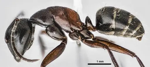 Camponotus herculeanus specimen ANTWEB1038000 image antweb1038000_3