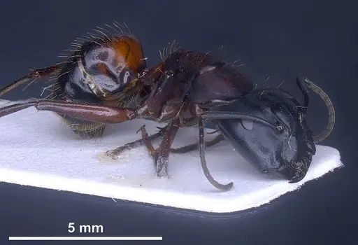 Camponotus herculeanus specimen ANTWEB1041349 image antweb1041349_1