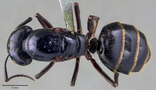 Camponotus herculeanus specimen ANTWEB1041840 image antweb1041840_1