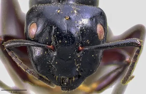 Camponotus herculeanus specimen ANTWEB1041840 image antweb1041840_2
