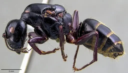 Camponotus herculeanus specimen ANTWEB1041840 image antweb1041840_3