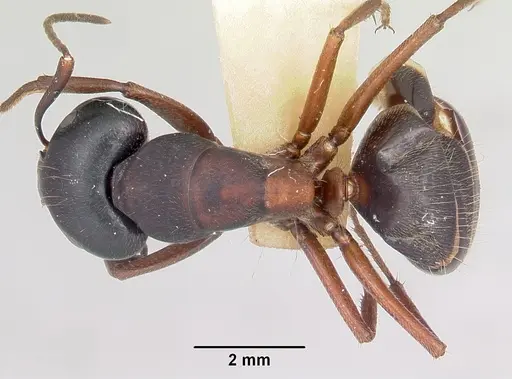 Camponotus herculeanus specimen CASENT0103345 image casent0103345_1