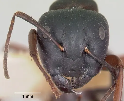Camponotus herculeanus specimen CASENT0103345 image casent0103345_2