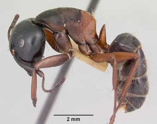 Camponotus herculeanus specimen CASENT0103345 image casent0103345_3