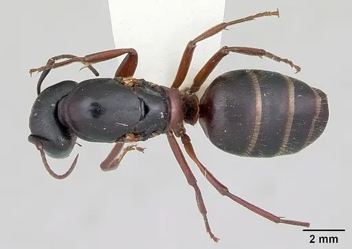 Camponotus herculeanus specimen CASENT0103346 image casent0103346_1