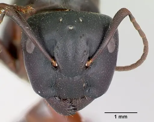 Camponotus herculeanus specimen CASENT0103346 image casent0103346_2