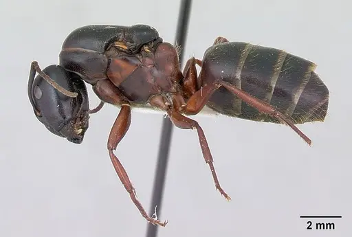 Camponotus herculeanus specimen CASENT0103346 image casent0103346_3