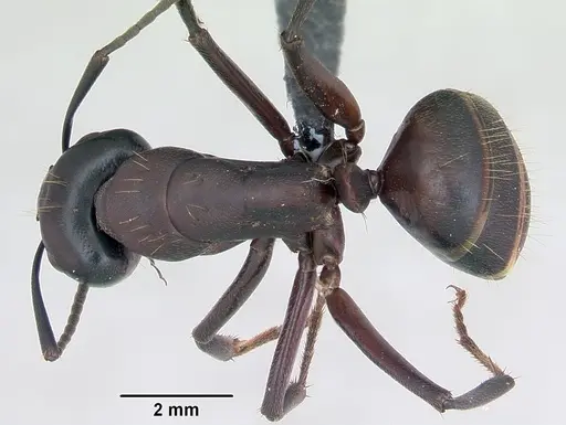Camponotus herculeanus specimen CASENT0173157 image casent0173157_1