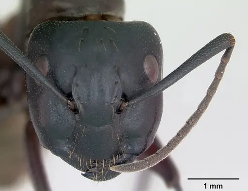 Camponotus herculeanus specimen CASENT0173157 image casent0173157_2