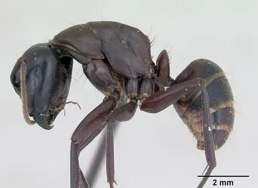 Camponotus herculeanus specimen CASENT0173157 image casent0173157_3