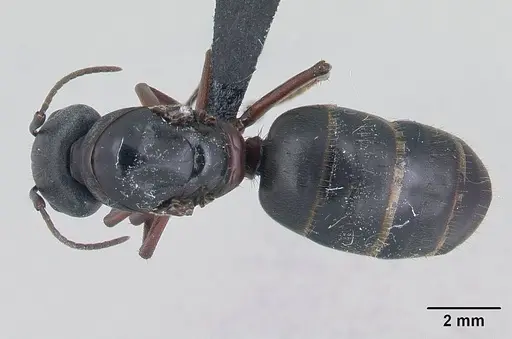 Camponotus herculeanus specimen CASENT0178766 image casent0178766_1