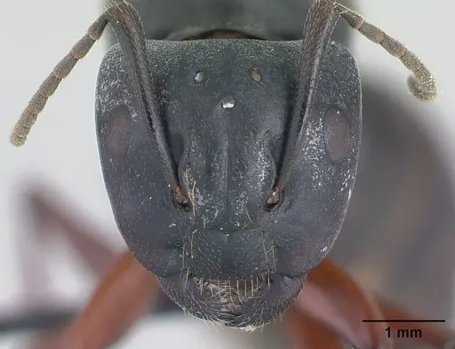 Camponotus herculeanus specimen CASENT0178766 image casent0178766_2