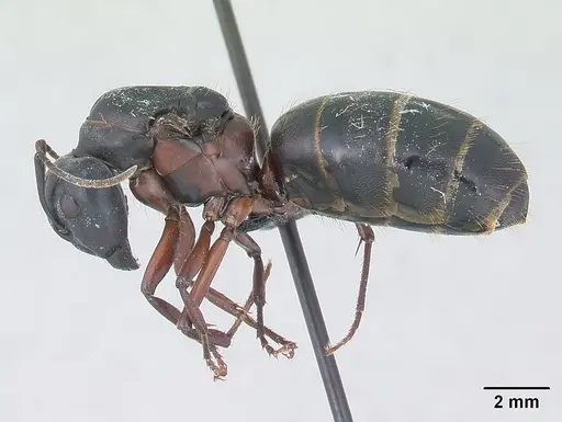Camponotus herculeanus specimen CASENT0178766 image casent0178766_3