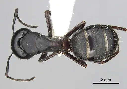 Camponotus herculeanus specimen CASENT0249981 image casent0249981_1