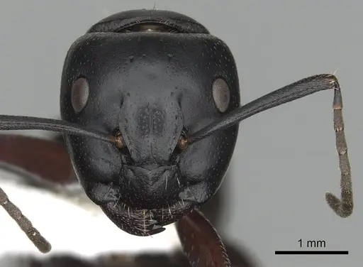 Camponotus herculeanus specimen CASENT0249981 image casent0249981_2