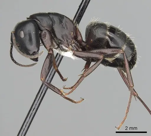 Camponotus herculeanus specimen CASENT0249981 image casent0249981_3