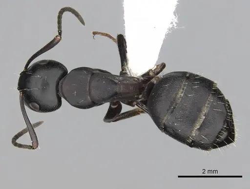 Camponotus herculeanus specimen CASENT0249982 image casent0249982_1