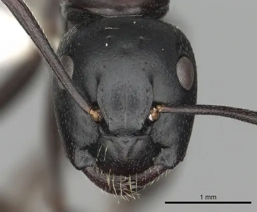 Camponotus herculeanus specimen CASENT0249982 image casent0249982_2