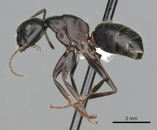 Camponotus herculeanus specimen CASENT0249982 image casent0249982_3