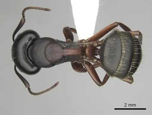 Camponotus herculeanus specimen CASENT0280008 image casent0280008_1