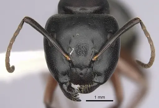 Camponotus herculeanus specimen CASENT0280008 image casent0280008_2