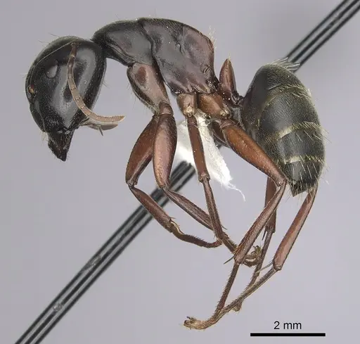Camponotus herculeanus specimen CASENT0280008 image casent0280008_3