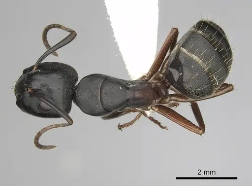 Camponotus herculeanus specimen CASENT0280009 image casent0280009_1