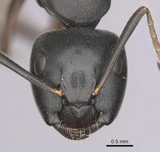 Camponotus herculeanus specimen CASENT0280009 image casent0280009_2
