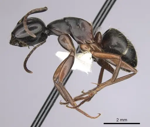Camponotus herculeanus specimen CASENT0280009 image casent0280009_3