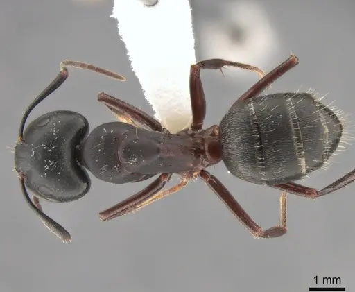Camponotus herculeanus specimen CASENT0882000 image casent0882000_1