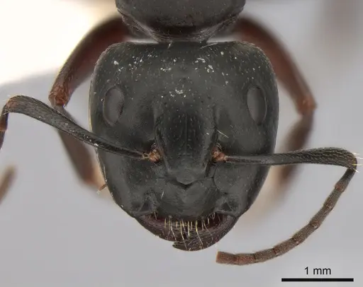 Camponotus herculeanus specimen CASENT0882000 image casent0882000_2