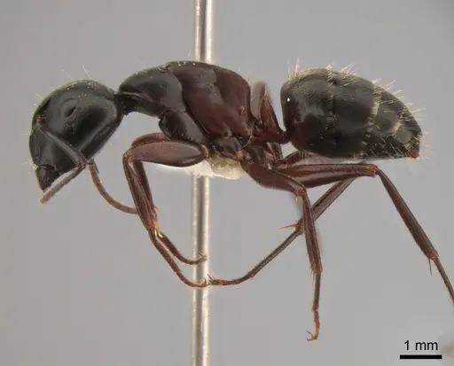 Camponotus herculeanus specimen CASENT0882000 image casent0882000_3