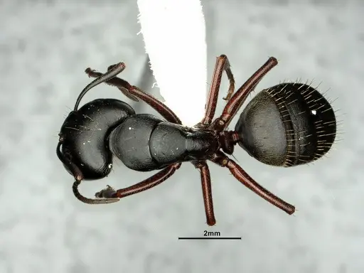 Camponotus herculeanus specimen CASENT0883449 image casent0883449_1