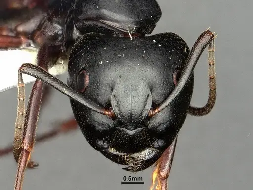 Camponotus herculeanus specimen CASENT0883449 image casent0883449_2