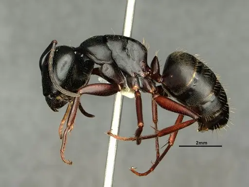 Camponotus herculeanus specimen CASENT0883449 image casent0883449_3