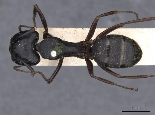 Camponotus herculeanus specimen CASENT0909954 image casent0909954_1