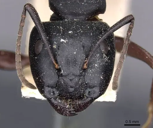 Camponotus herculeanus specimen CASENT0909954 image casent0909954_2